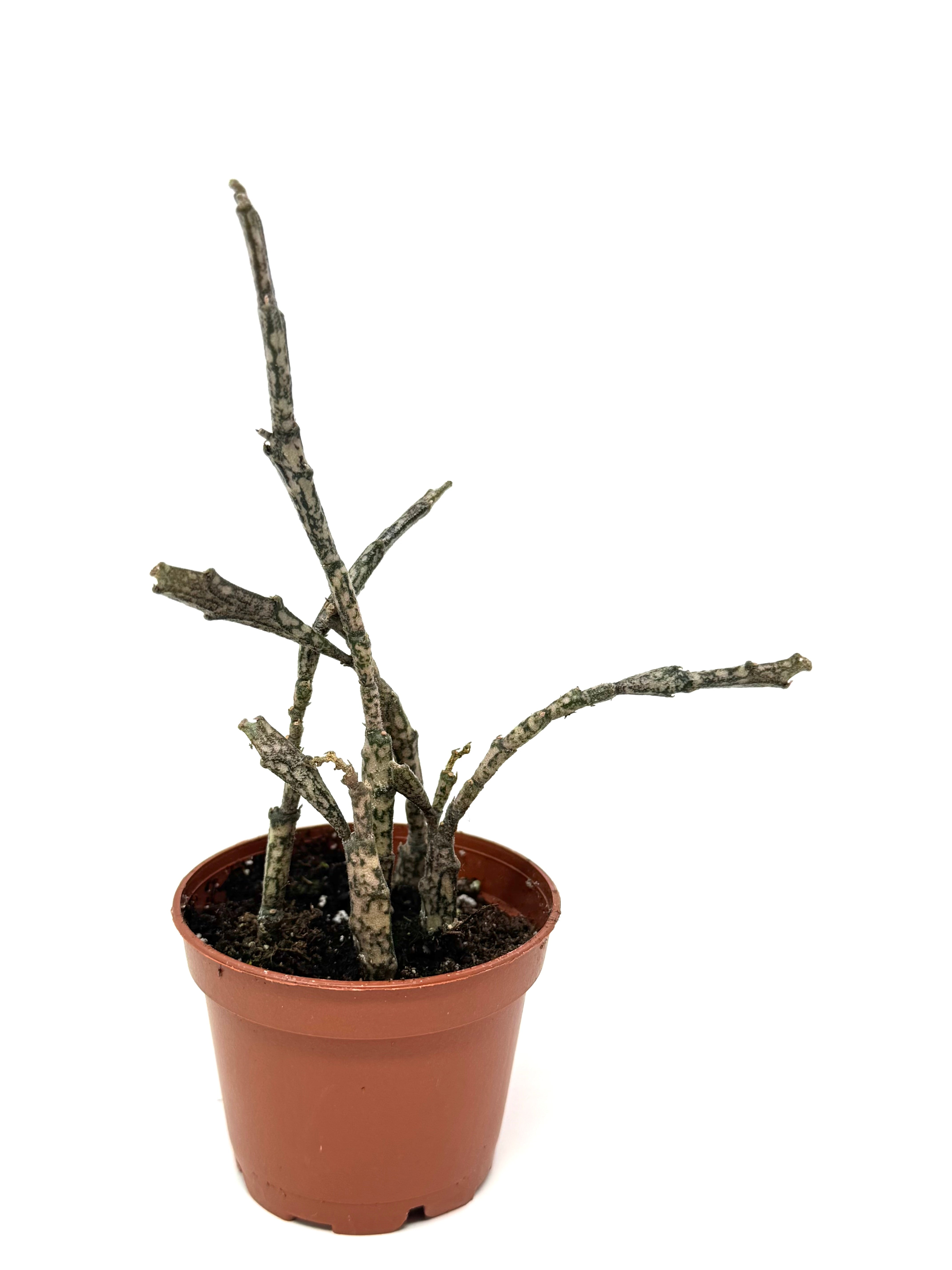 Euphorbia Platyclada Dead Plant Succulent Canada Ships – Planthaven Toronto