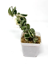 Load image into Gallery viewer, Hoya Carnosa Compacta Albo Variegated Large