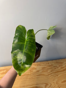 167. Philodendron Burle Marx Variegated