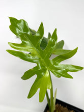 Load image into Gallery viewer, Philodendron Radiatum Variegated