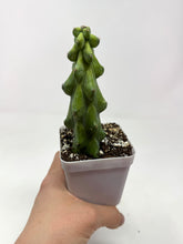 Load image into Gallery viewer, Myrtillocactus Geometrizans Fukurokuryuzinboku 'Boobie Cactus' - Ships within Canada only