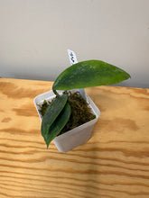 Load image into Gallery viewer, 23. Hoya Ally (Memoria x IR26)