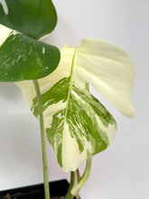 Load image into Gallery viewer, Monstera Deliciosa Albo Variegated F