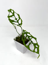 Load image into Gallery viewer, Monstera Obliqua