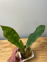 Load image into Gallery viewer, 162. Hoya Undulata Green Leaves