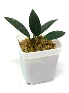 Hoya Dragon Wing (GPS7240 Hybrid)