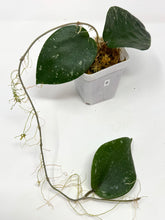 Load image into Gallery viewer, Hoya Glabra Silver B
