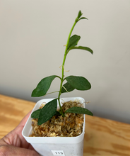 Load image into Gallery viewer, 113. Hoya Nummularioides Silver