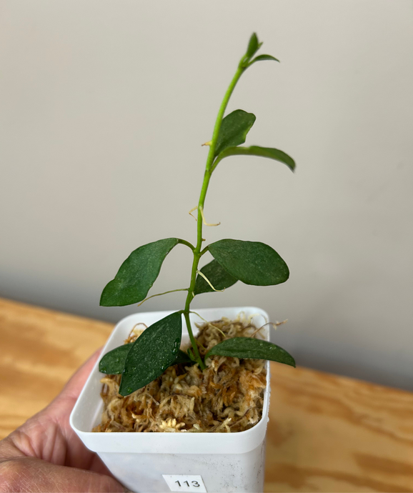 113. Hoya Nummularioides Silver