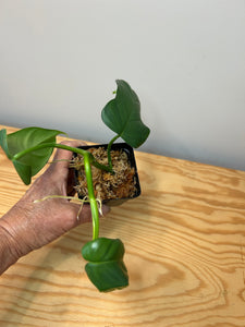 127. Philodendron Bipennifolium ‘Violin’