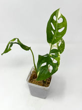 Load image into Gallery viewer, Monstera Adansonii Variegated G