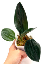Load image into Gallery viewer, Scindapsus Treubii Dark Form