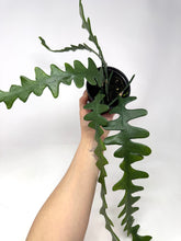 Load image into Gallery viewer, Epiphyllum Anguliger ‘Fishbone Cactus’ (Ships within Canada only)
