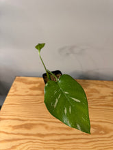 Load image into Gallery viewer, 174. Monstera Thai Constellation