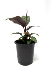 Load image into Gallery viewer, Homalomena ‘Purple Sword’