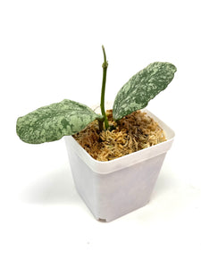 Hoya Waymaniae ‘Cloudy Sky’