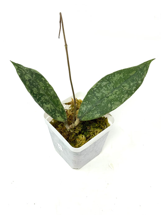 Hoya Lambii Silver C