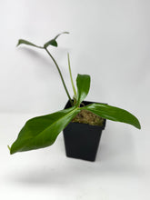 Load image into Gallery viewer, Philodendron 69686
