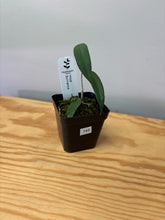 Load image into Gallery viewer, 143. Hoya Burmanica