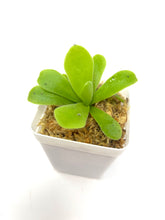 Load image into Gallery viewer, Pinguicula Gigantea ‘Giant Butterwort’