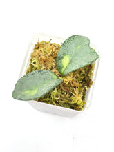 Load image into Gallery viewer, Hoya Carnosa ‘Argentea Princess’ I