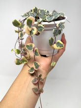 Load image into Gallery viewer, Ceropegia Woodii Variegated ‘String of Hearts’