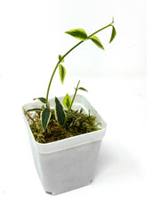 Load image into Gallery viewer, Hoya Bella Albo Variegated