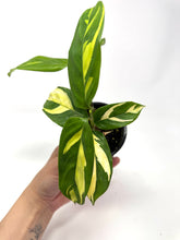 Load image into Gallery viewer, Ctenanthe 'Lubbersiana'