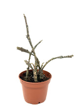 Load image into Gallery viewer, Euphorbia Platyclada ‘Dead Plant’ (Ships within Canada only)