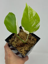 Load image into Gallery viewer, Monstera Deliciosa Albo Variegated L