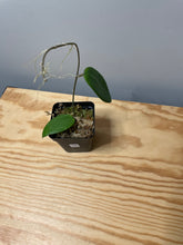 Load image into Gallery viewer, 193. Hoya Mindorensis Purple Star