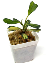 Load image into Gallery viewer, Hoya Manipurensis Variegated