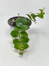 Load image into Gallery viewer, Aeschynanthus Radicans Thai Pink