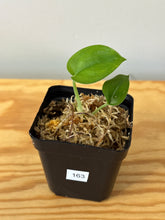 Load image into Gallery viewer, 163. Scindapsus Jade Satin