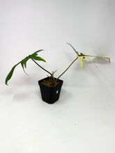 Load image into Gallery viewer, Philodendron Florida Beauty D