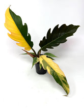 Load image into Gallery viewer, Philodendron Caramel Marble