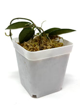 Load image into Gallery viewer, Hoya Thomsonii