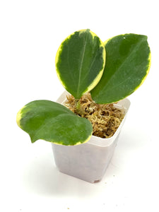 Hoya Pachyclada Albo Variegated