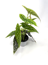 Load image into Gallery viewer, Begonia Maculata ‘Angel Wing’