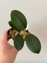 Load image into Gallery viewer, 327. Hoya Australis