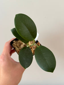 327. Hoya Australis