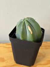 Load image into Gallery viewer, 184. Myrtillocactus Geometrizans- ships within Canada only