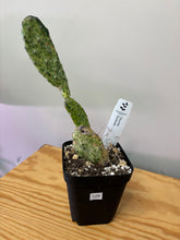 Load image into Gallery viewer, 129. Opuntia Sunburst (Ships within Canada only)