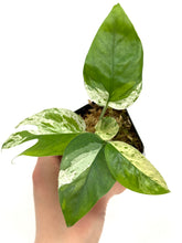 Load image into Gallery viewer, Epipremnum Pinnatum 'Marble' Variegated (Small)