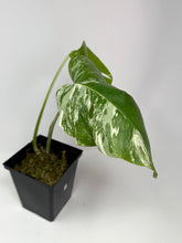 Load image into Gallery viewer, Monstera Deliciosa Albo Variegated O