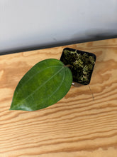 Load image into Gallery viewer, 9. Hoya Clandestina