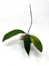 Load image into Gallery viewer, Hoya Ruthiae