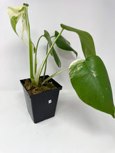 Load image into Gallery viewer, Monstera Deliciosa Albo Variegated A