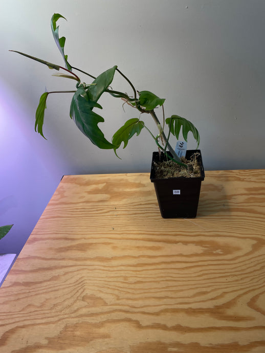 68. Philodendron Mayoi