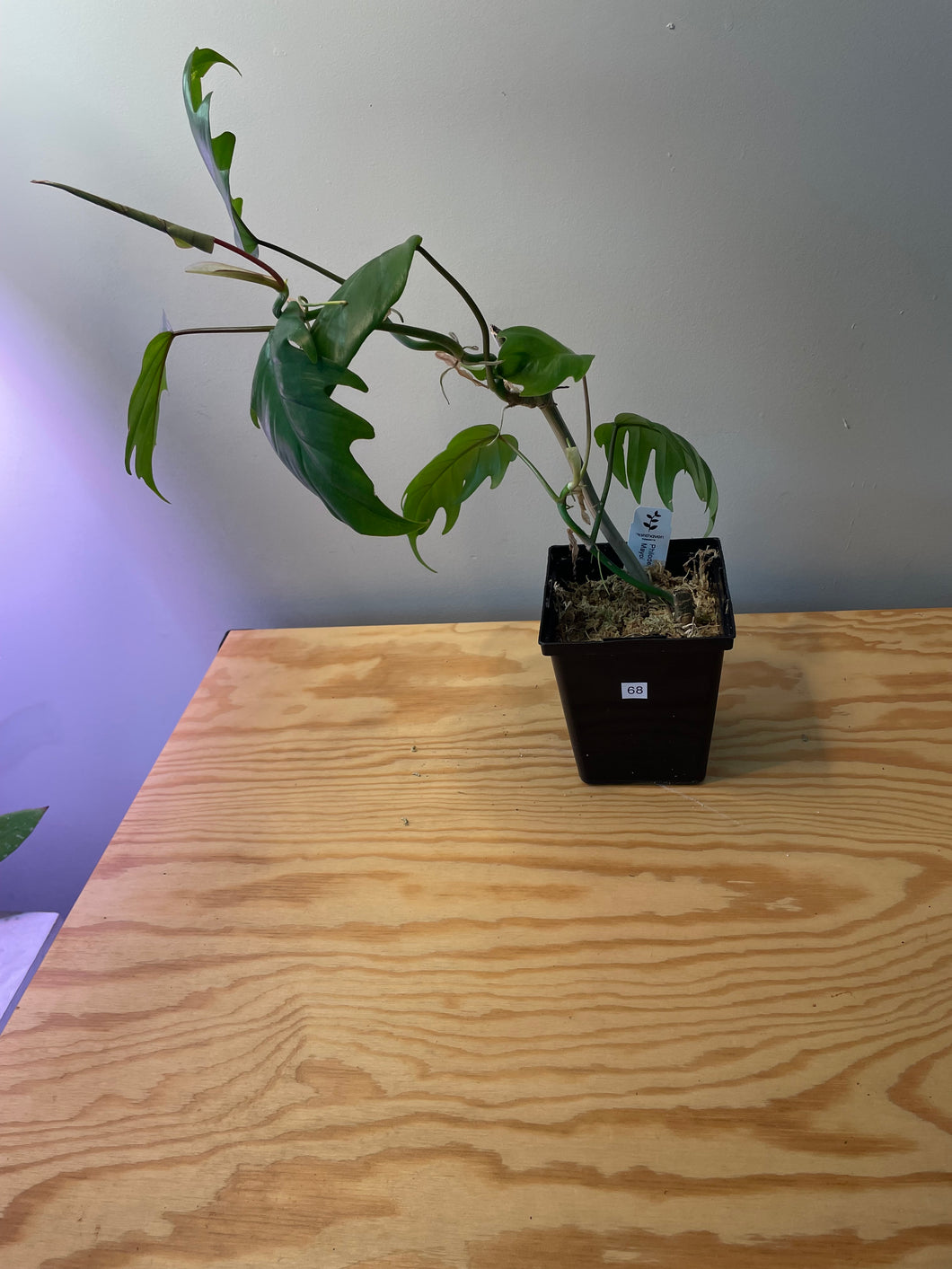 68. Philodendron Mayoi